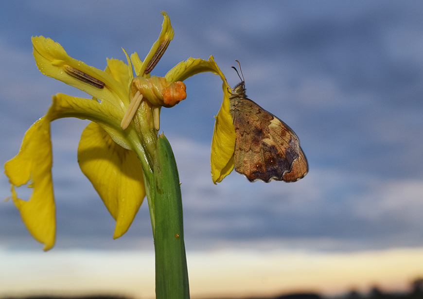 Pararge aegeria - Nymphalidae Satyrinae